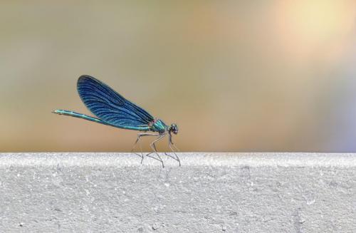 Beautiful Demoiselle