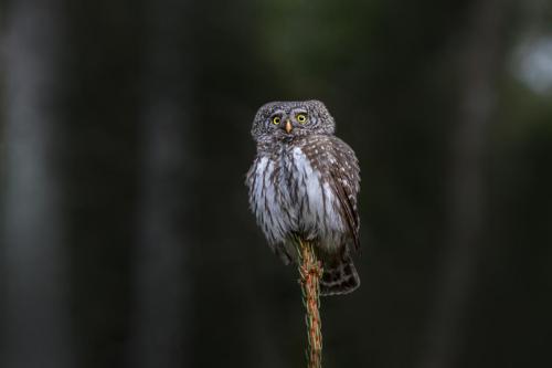 Eurasian pygmy owl