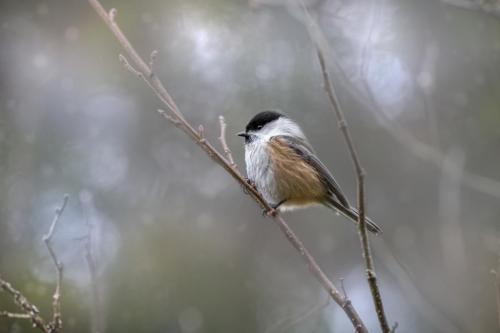 Willow Tit (Poecile montanus)