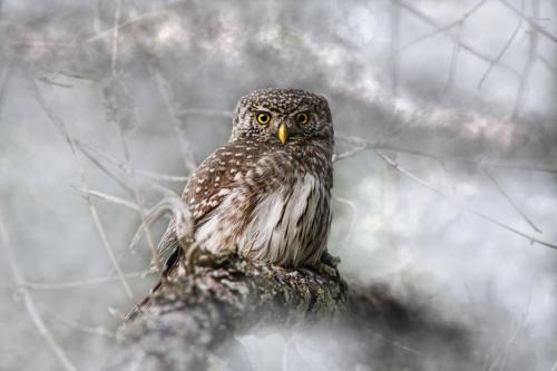 Pygmy Owl