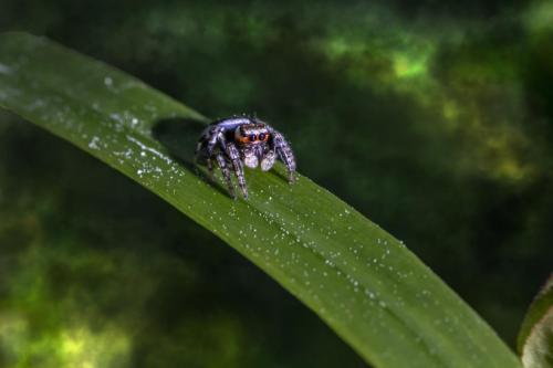 Jumping spider