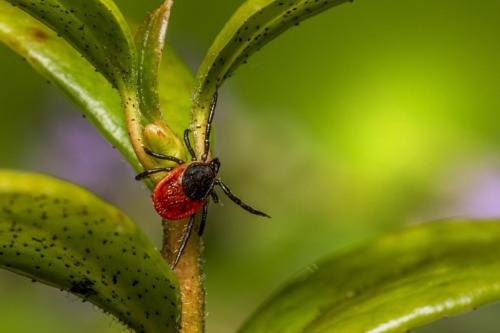 Castor bean tick