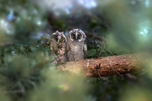 Long-eared owl (Asio otus)