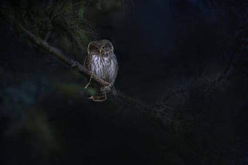 Eurasian pygmy owl