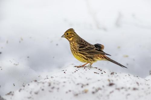 Yellowhammer (Emberiza citrinella)