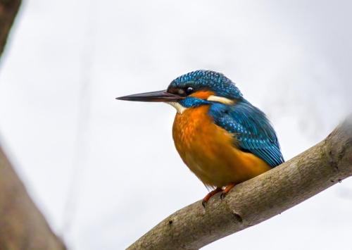 Common Kingfisher