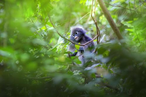 Dusky leaf monkey