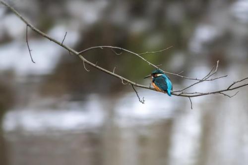 Common kingfisher