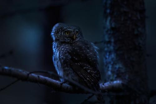 Eurasian pygmy owl