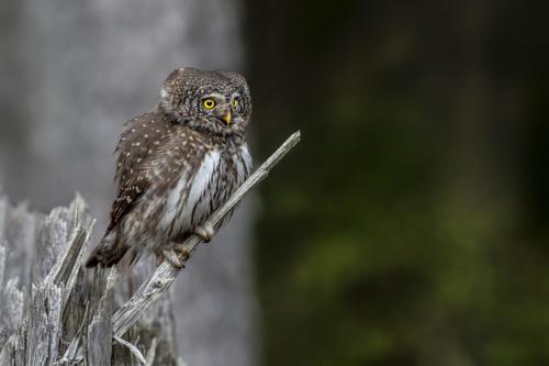 Pygmy owl