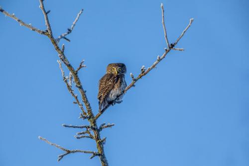 Eurasian pygmy owl