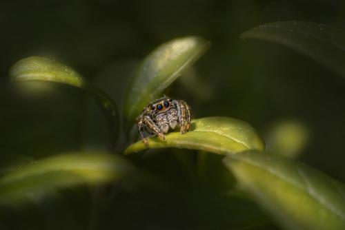 Jumping spider