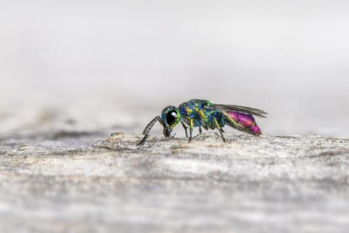 Ruby-tailed wasp