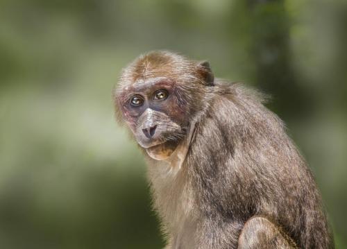 Stump-tailed macaque (Macaca arctoides)