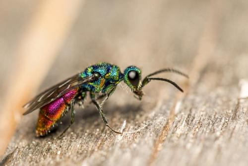 Ruby-tailed wasp