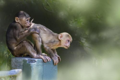 Stump-tailed macaque (Macaca arctoides)