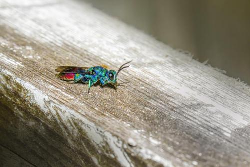 Cuckoo wasp