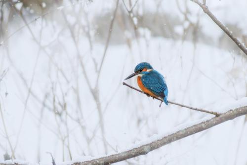 Common Kingfisher