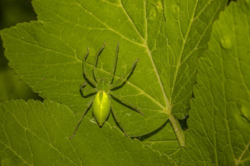 Green spider