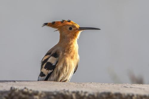 Eurasian hoopoe (Upupa epops)