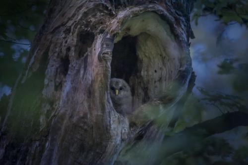 Ural owl