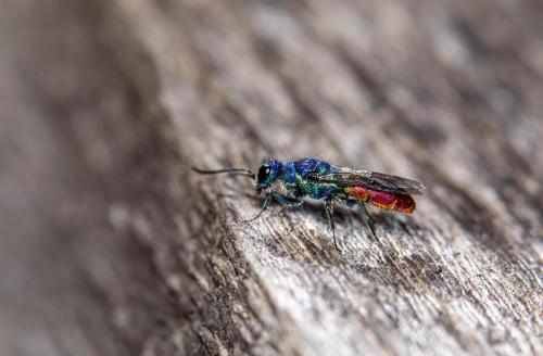 Cuckoo wasp