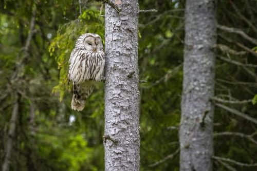 Ural owl (Strix uralensis)