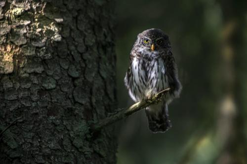 Eurasian pygmy owl (Glaucidium passerinum)