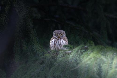 Eurasian pygmy owl (Glaucidium passerinum)