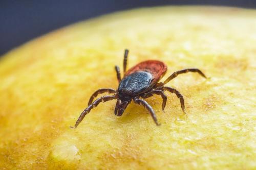 Castor bean tick