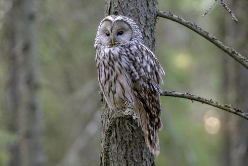 Ural owl (Strix uralensis)