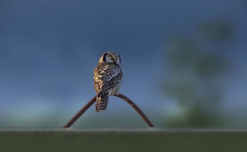 Northern Hawk-owl (Surnia ulula)