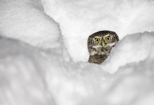 Eurasian pygmy owl (Glaucidium passerinum)