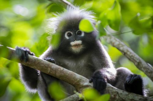 Dusky leaf monkey (Trachypithecus obscurus)