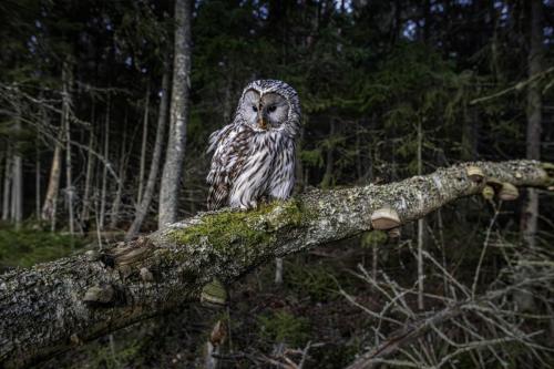 Ural owl