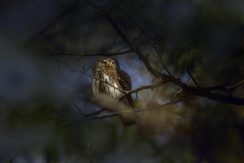 Pygmy owl