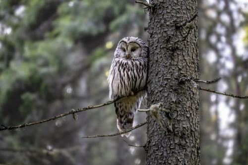 Ural owl (Strix uralensis).