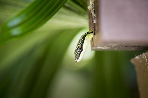 Golden tree snake (Chrysopelea ornata)