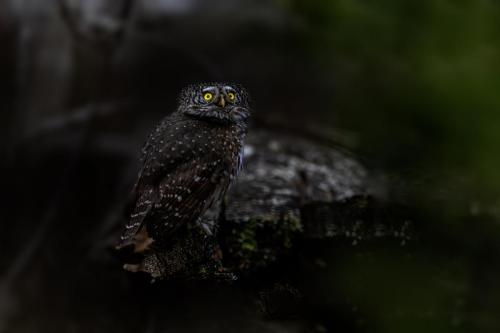 Eurasian pygmy owl (Glaucidium passerinum)