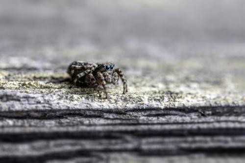 Jumping spider