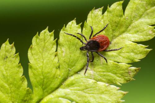 Castor bean tick (Ixodes ricinus)