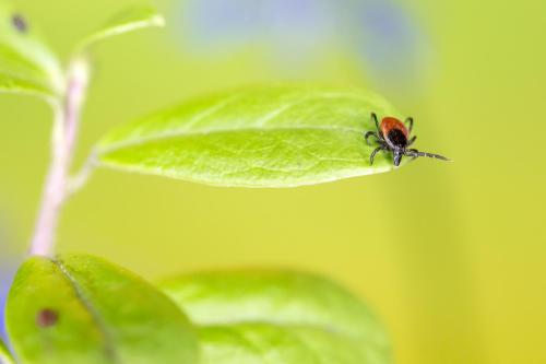 Castor bean tick (Ixodes ricinus)