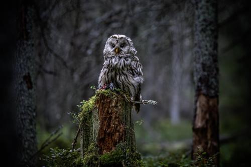 Ural owl (Strix uralensis)