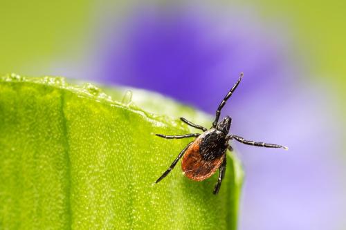 Castor bean tick (Ixodes ricinus)