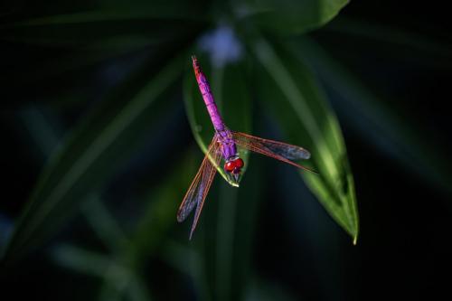 Violet dropwing