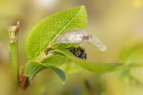 Jumping spider