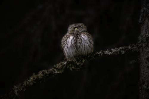 Pygmy owl