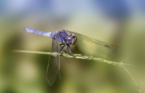 Southern skimmer(Orthetrum brunneum)