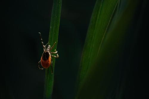 Castor bean tick