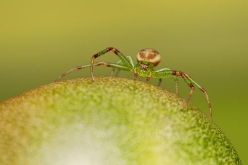 Green crab spider (Diaea dorsata)